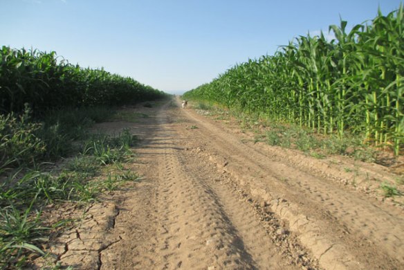 Road-in-the-corn