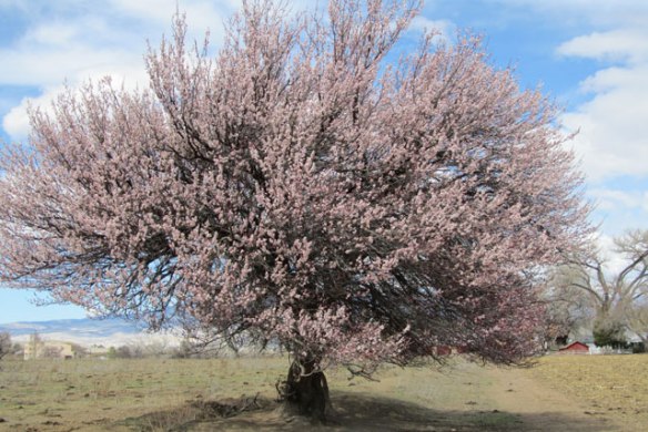 Apricot-tree-6